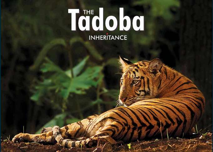 Tadoba Tour From Nagpur