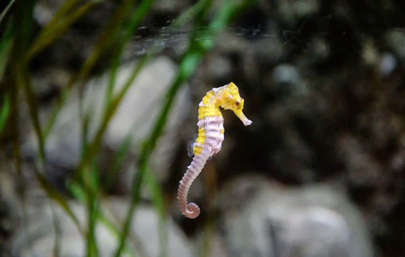 Sea Life Blackpool Ticket Manchester