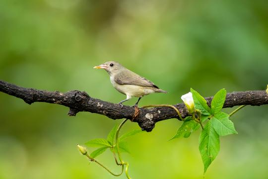 Bird Watching and Trekking Image