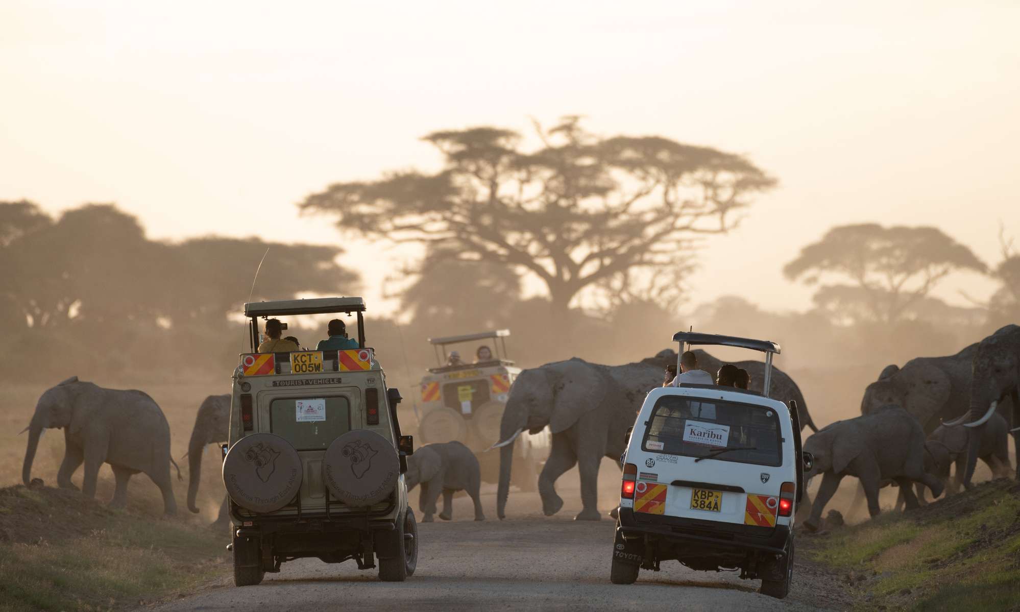 Morning Game Drive at Amboseli National Park Image