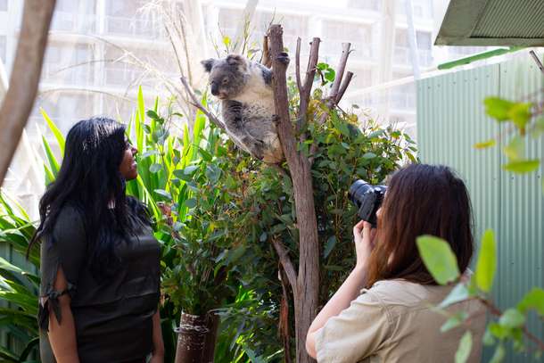 Gaycyxvl4v4uabn1bey62rsfpcmp koala photo 2