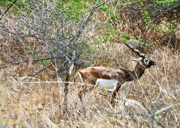 Asola Bhatti Wildlife Sanctuary