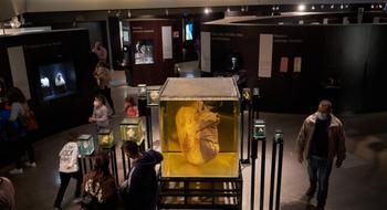 Gbb5i4ilyn5ms2q1ir0jw1lf2f8s museam