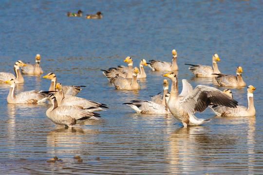 Jaipur To Sariska Day Trip​ Image