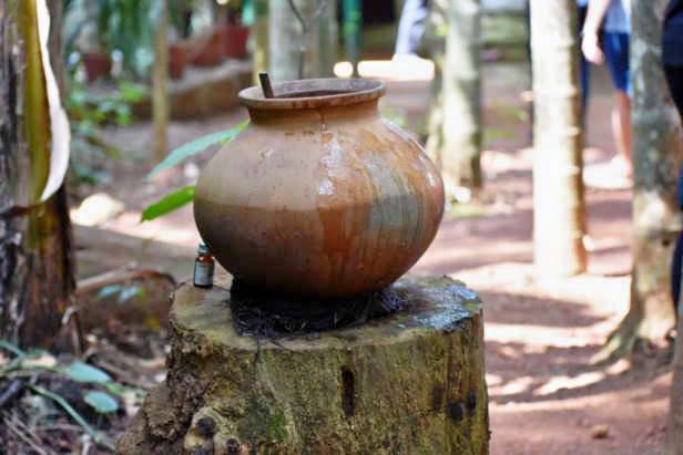 Spice Plantation Goa Image