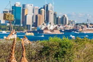 Taronga Zoo