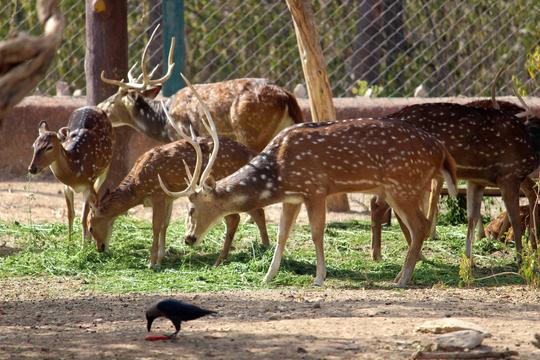 Nahargarh Biological Park Jaipur Day Out Image