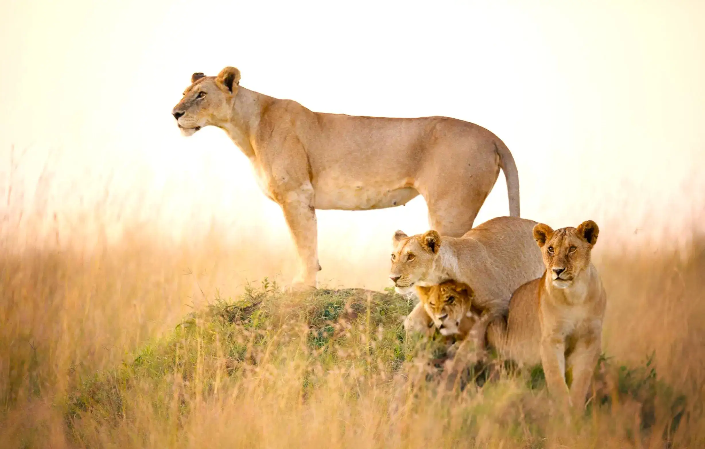Lion spotted during safari in Masai mara