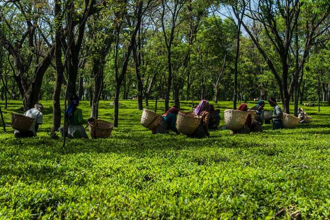 Visit tea plantations at Palampur