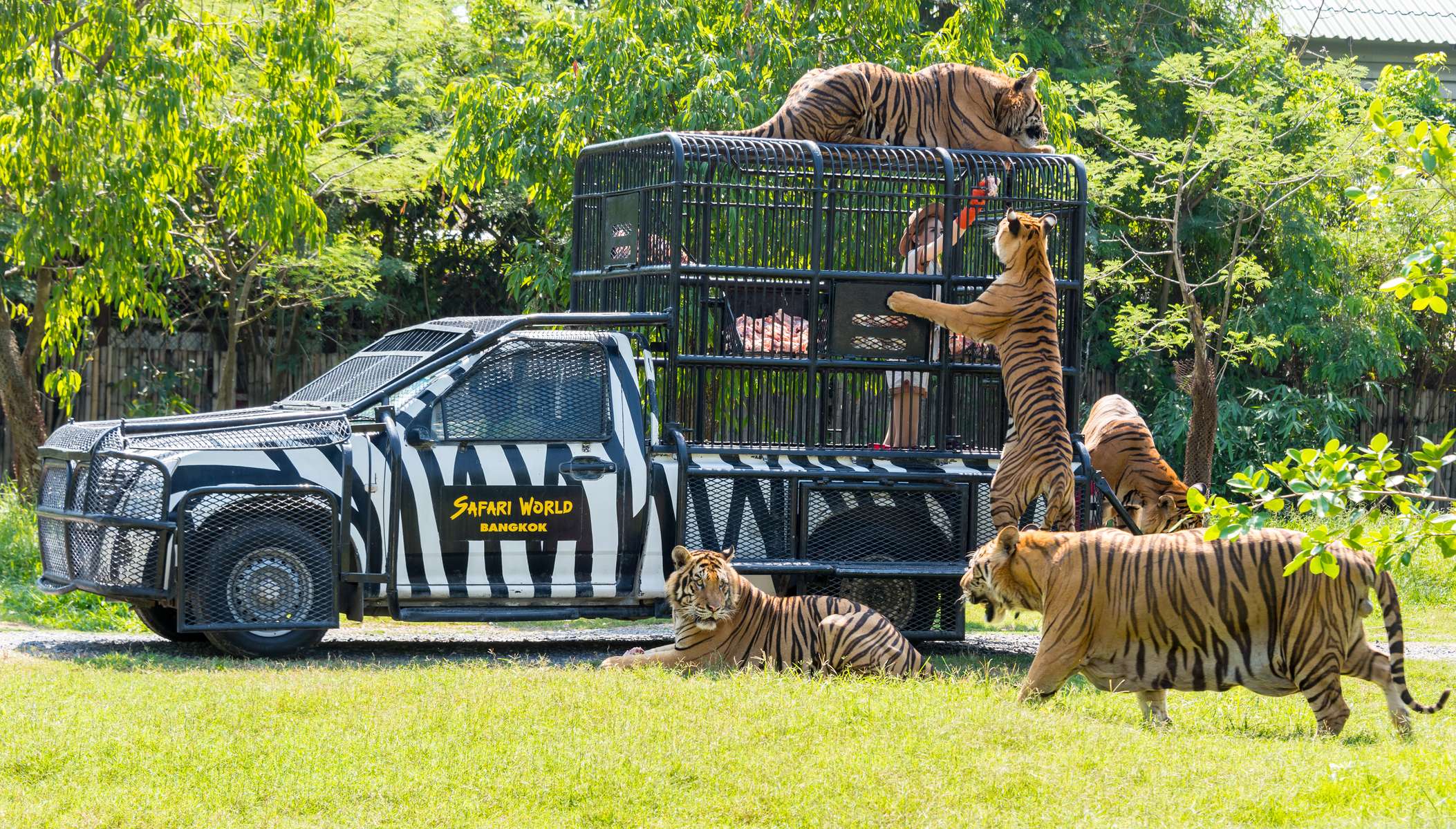Safari World Bangkok Tickets Image