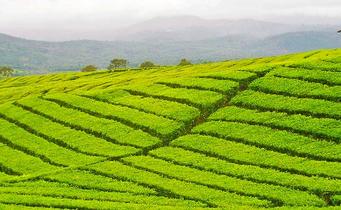 Gitqp07al8f85bpnavw5xxe9indx 1466408773 things to do in mcleodganj   tea gardens.jpg