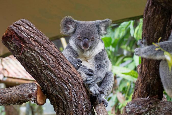 Kuranda Koala Gardens