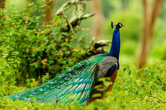 Bird Watching In Mudumalai Image