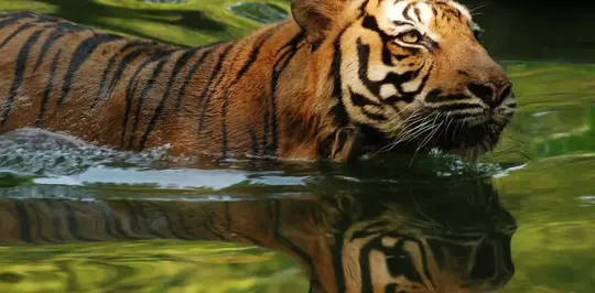 Zoo Negara Tickets Image