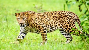 Gtjum93a1huvq89dqexrynqxxvxf 3835262 nagarhole kabini karnataka india leopard september 2013 1