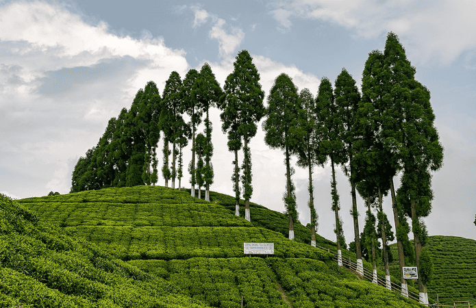 Gopaldhara Tea Estate