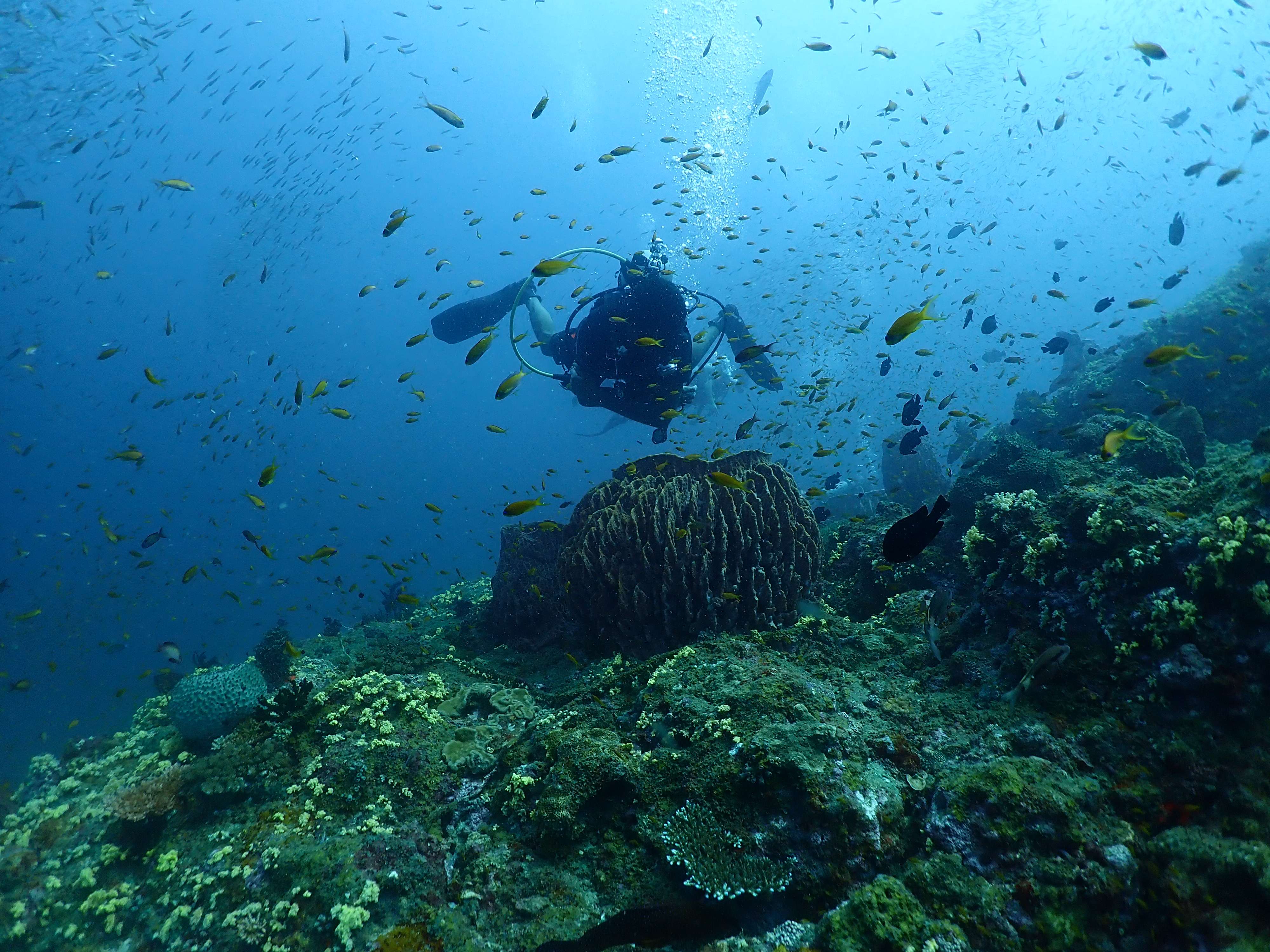 Scuba Diving In Malvan