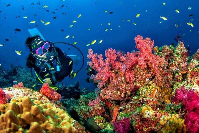 Witness the colorful coral reefs