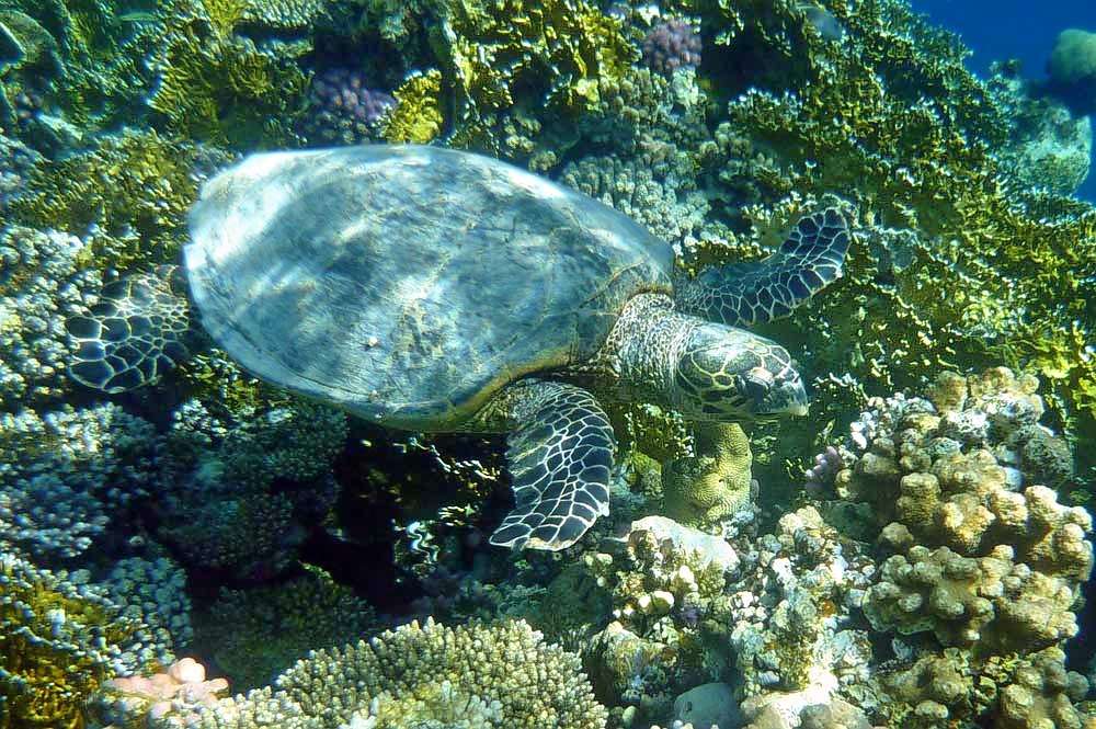 Scuba Diving in Kuta, Bali Image