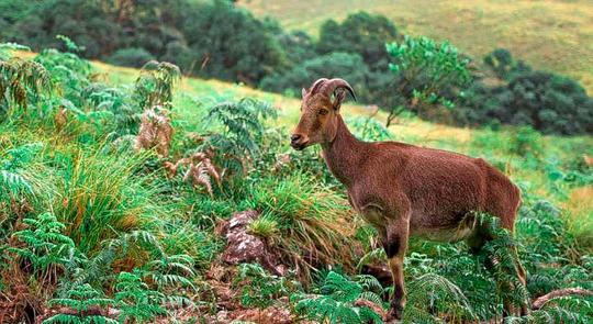 Eravikulam National Park Safari Image