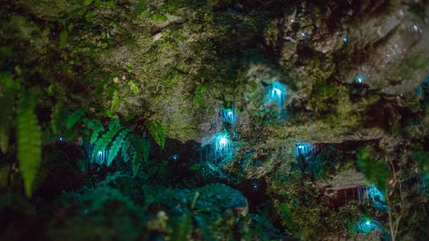 Gzv4u7wtadh8vh9bulon005dtn7k nature 51