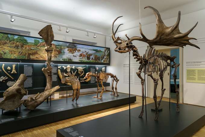 See the displays of extinct animal species