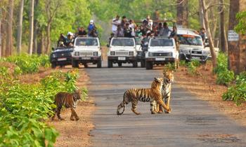 H2ctsxjasubxddayum9zsugkgp03 tadoba tiger cub