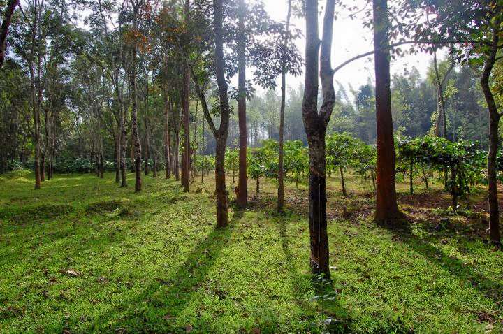 Full Day Sightseeing Tour in Siddapur