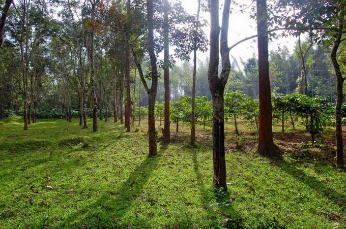 Full Day Sightseeing Tour in Siddapur