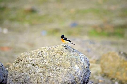 Bhigwan Bird Watching Image
