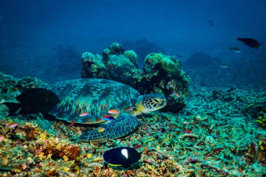 Snorkeling in Gili Island Image