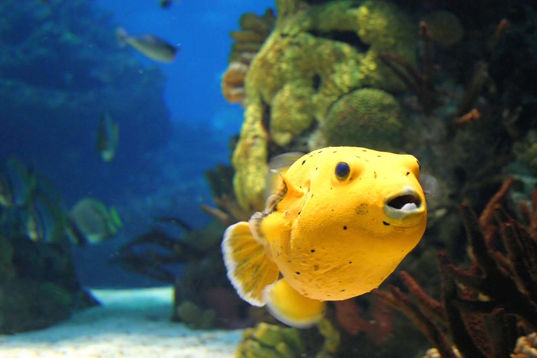 Lisbon Oceanarium Tickets Image