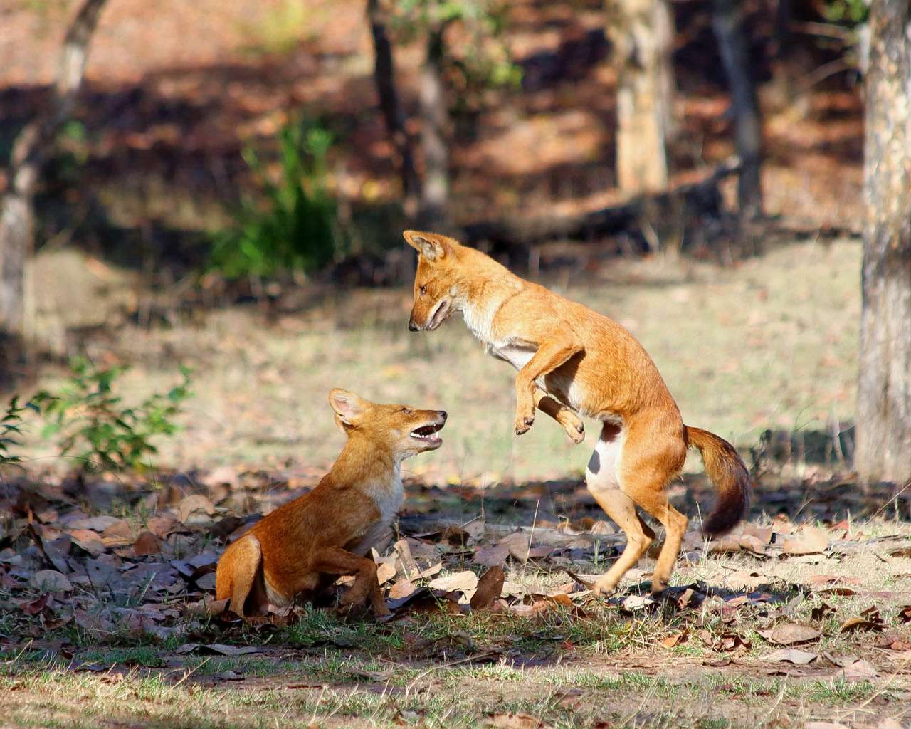 Pench National Park Day Tour Image
