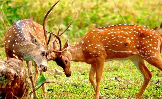 Bandipur National Park Safari Package Image