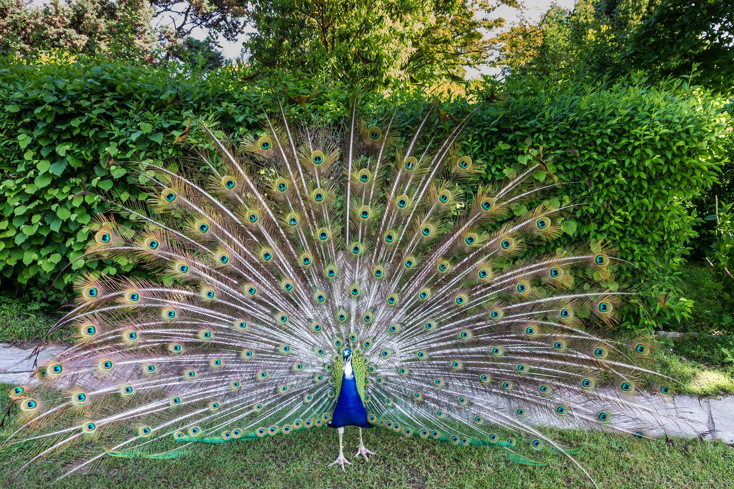 Visit the Lagos Zoo and have a marvelous experience