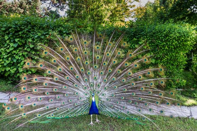 Visit the Lagos Zoo and have a marvelous experience