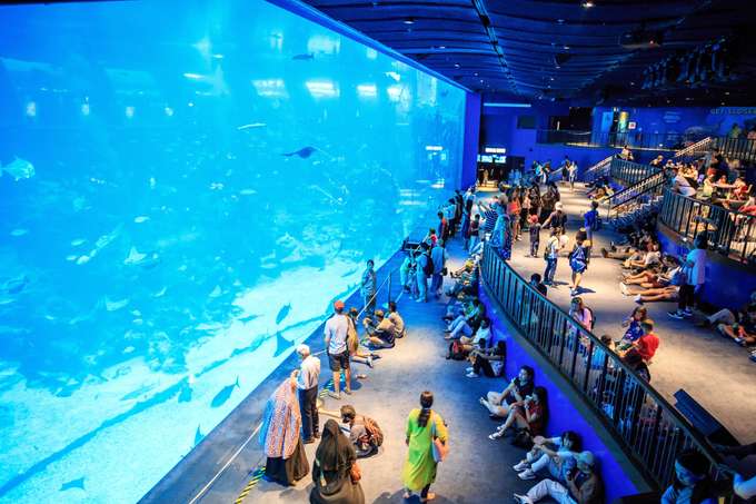 Visit SEA Aquarium Singapore and see the diverge range of marine life