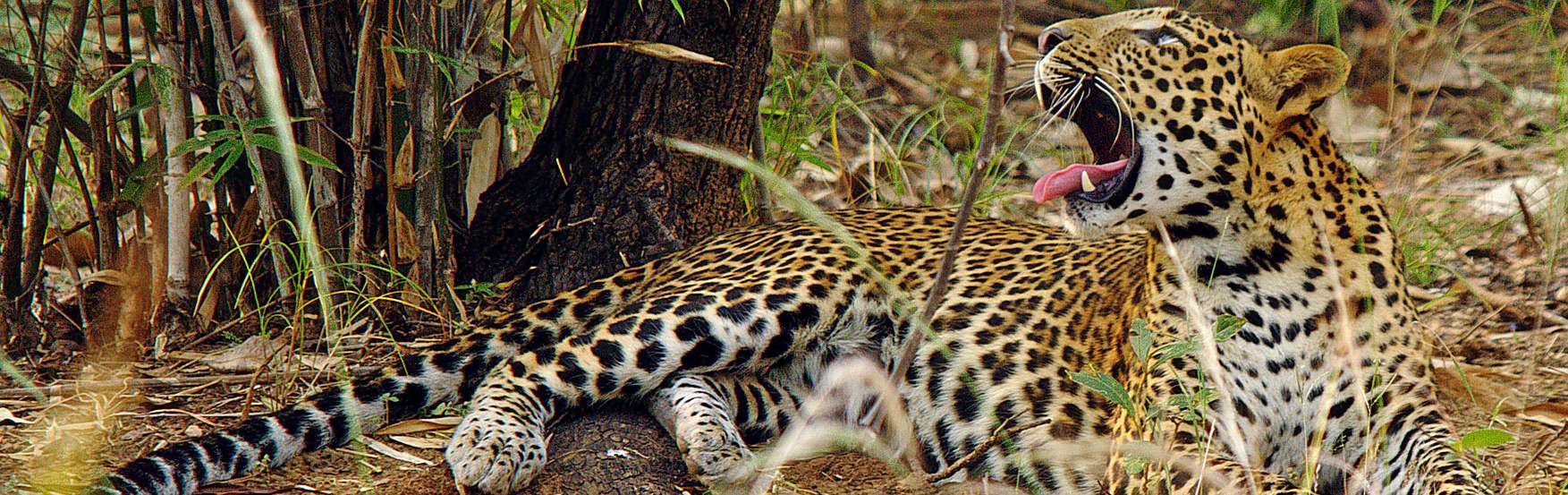 Safari Booking At Panna National Park  Image