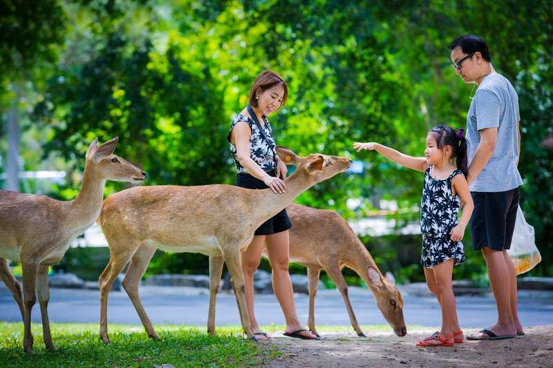 Khao Kheow Open Zoo Pattaya Image
