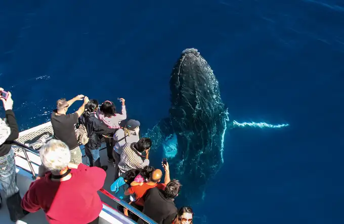 Whale Watching Cruise