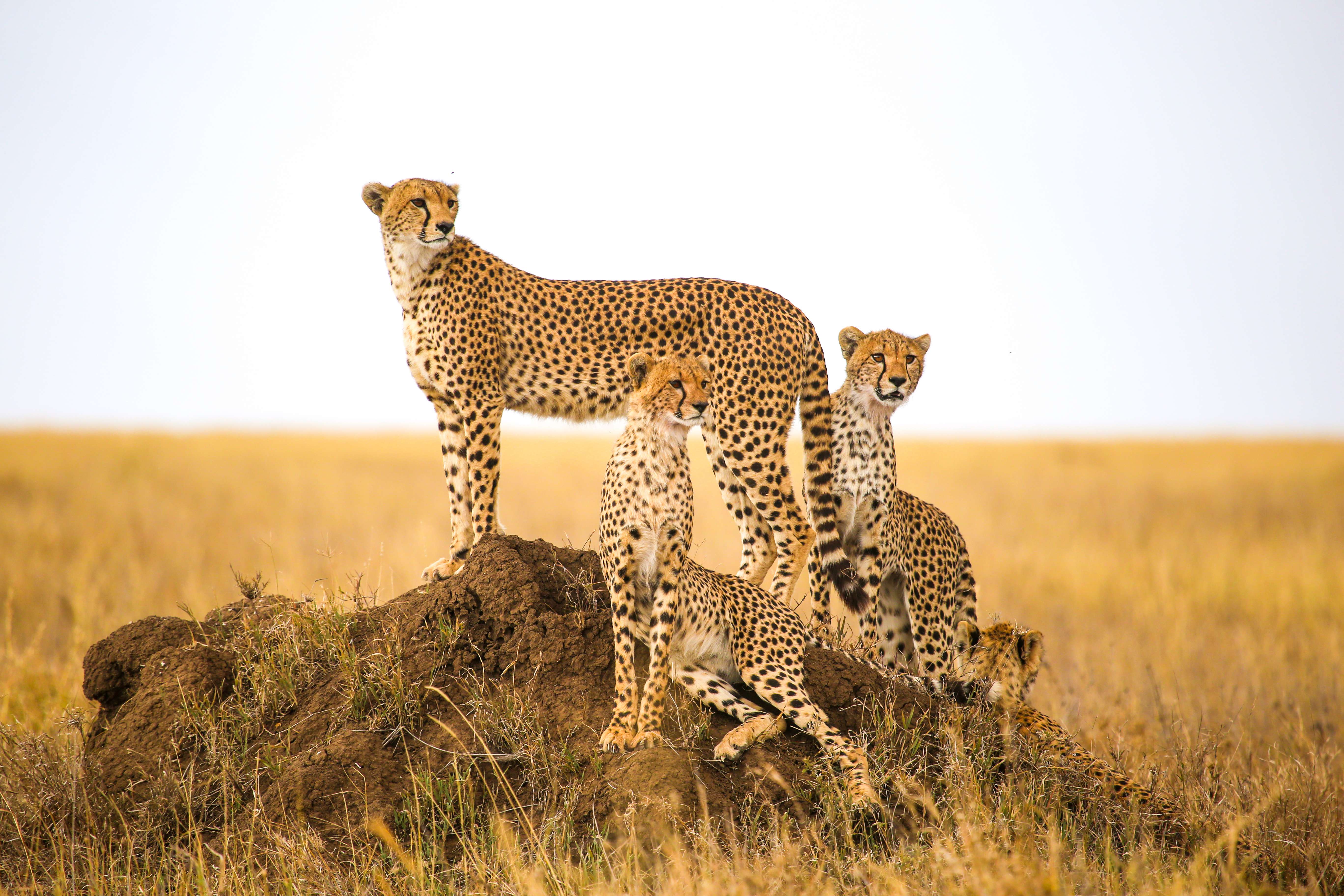 Capture wild cheetahs in the Masai Mara National Park