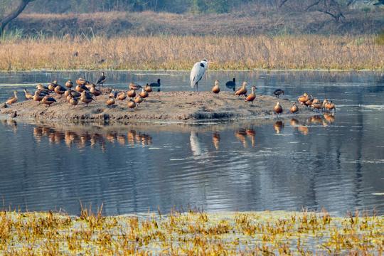 Bharatpur Weekend Tour From Delhi Image
