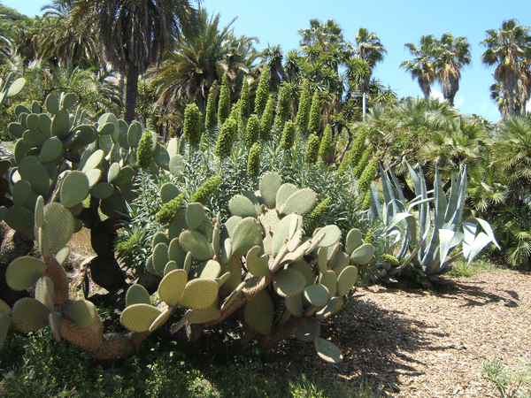 Jardins de Mossèn Costa i Llobera