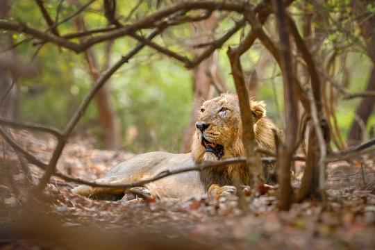 Gujarat Tour Package From Ahmedabad Image