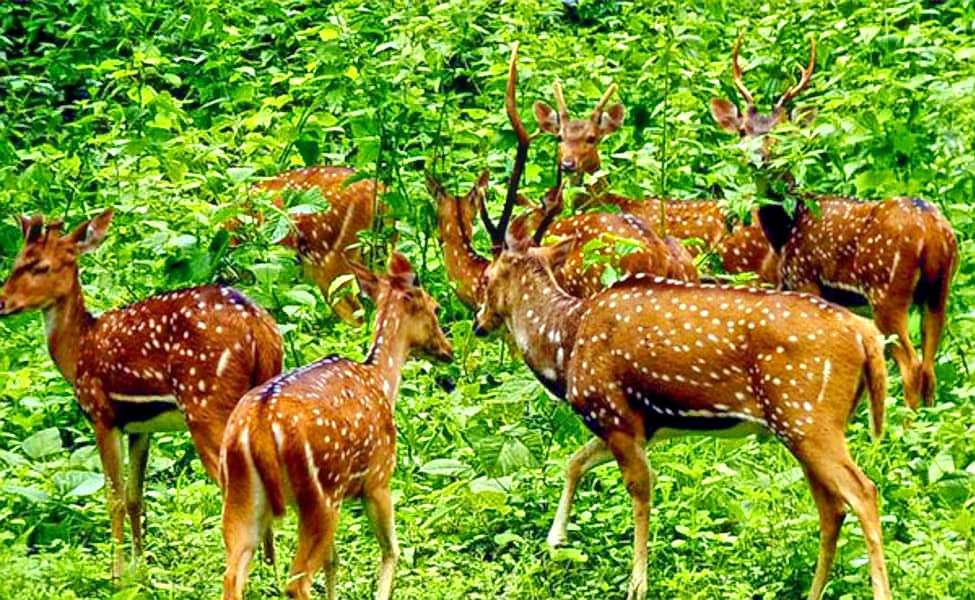 Jim Corbett Canter Safari Image
