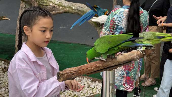 Pet and feed the animals