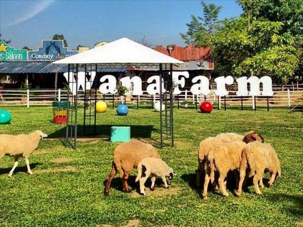 Wana Horse And Ostrich Farm