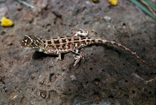 Melbourne Zoo Tickets Image