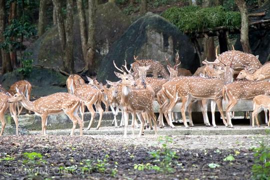 Lion Safari Park In Trivandrum Image