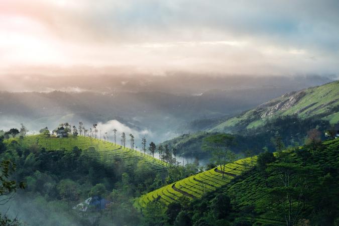 Tea gardens of Munnar